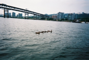 A scene from last year's Willamette paddle with New Aves.